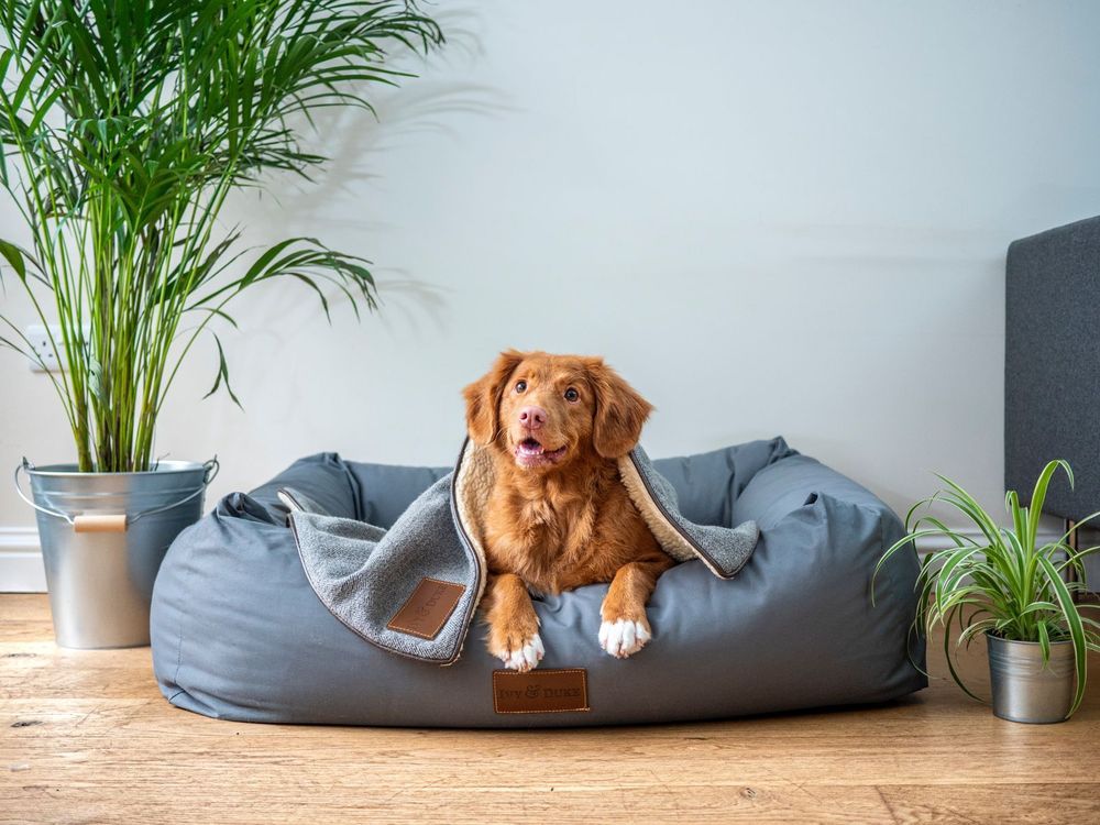 dog in a fluffy bed is about pet-friendly design