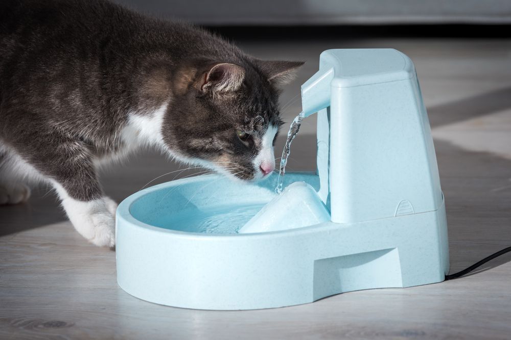 cat watering fountain